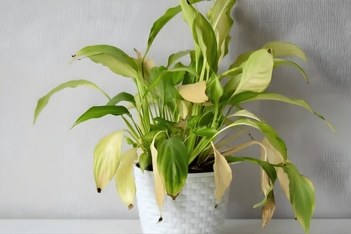 peace lily leaves turning yellow.png